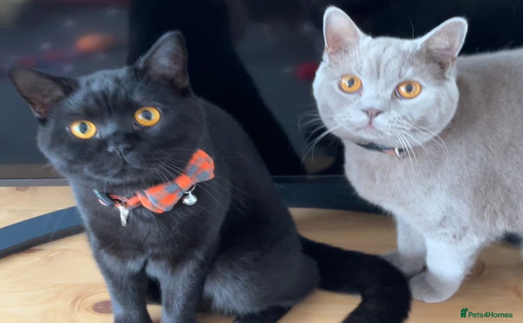 British Shorthair cats - Advert 1
