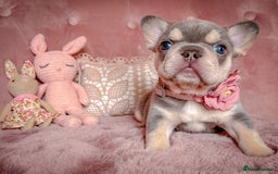 French Bulldog dogs for sale: 🌸BEAUTIFUL PUPPIES LILAC&TAN,FLUFFY,TESTABLE🌸 - Image 3