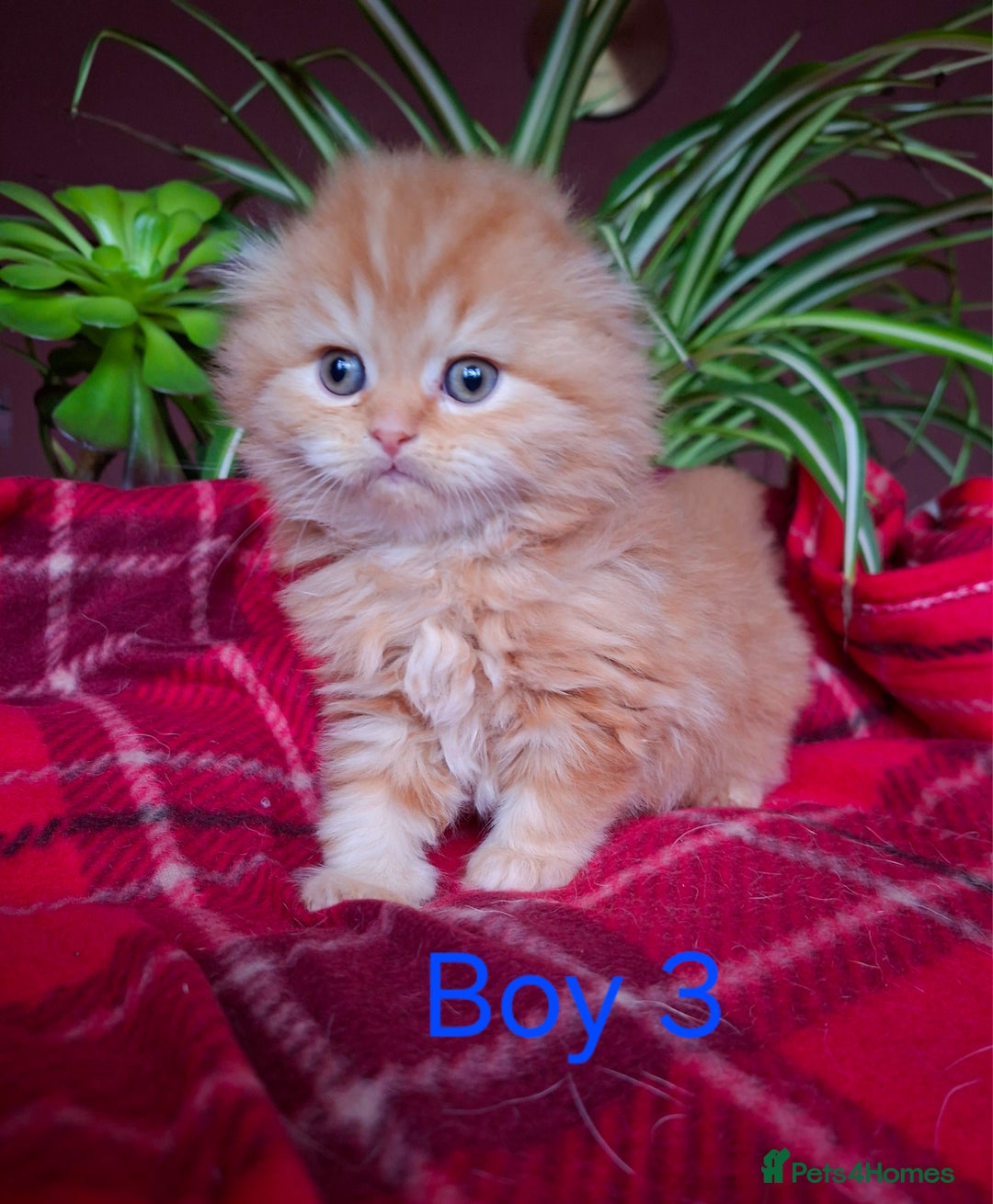 Scottish Fold cats for sale: Adorable Longhair & Shorthair Kittens- Prices Vary - Advert 9