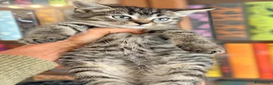 British Shorthair 3