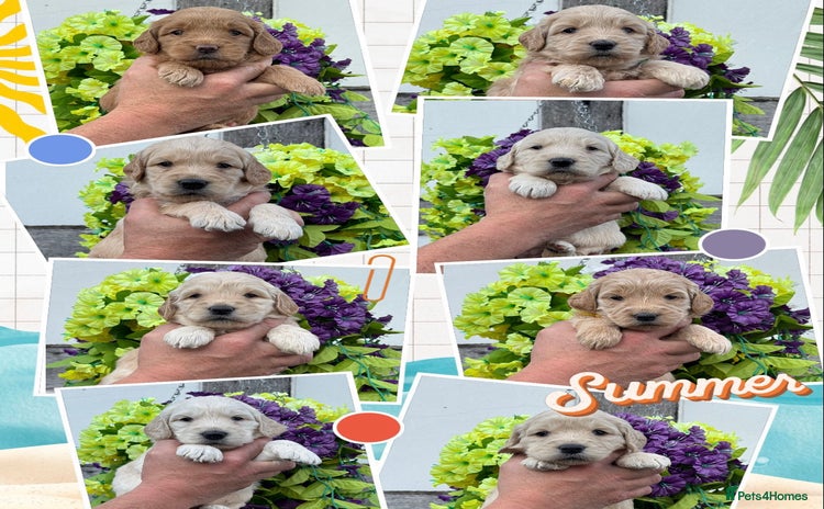 Goldendoodle dogs - Advert 8