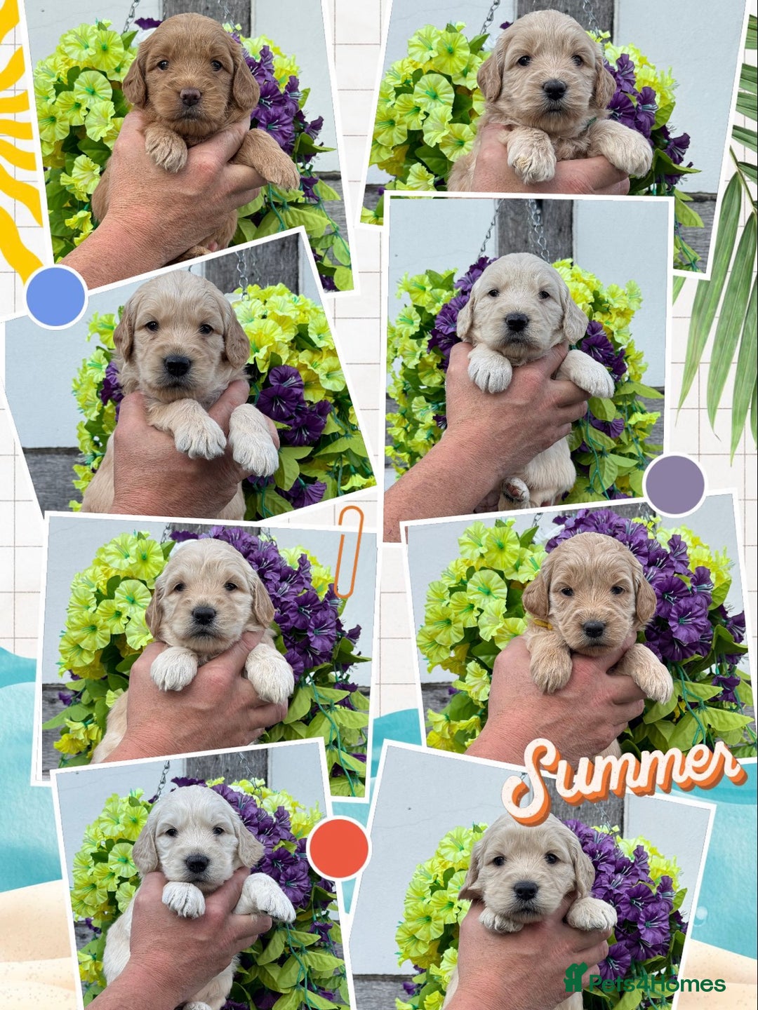 Goldendoodle dogs for sale: 8 gorgeous f1 mini goldendoodle dna clear - Image 1