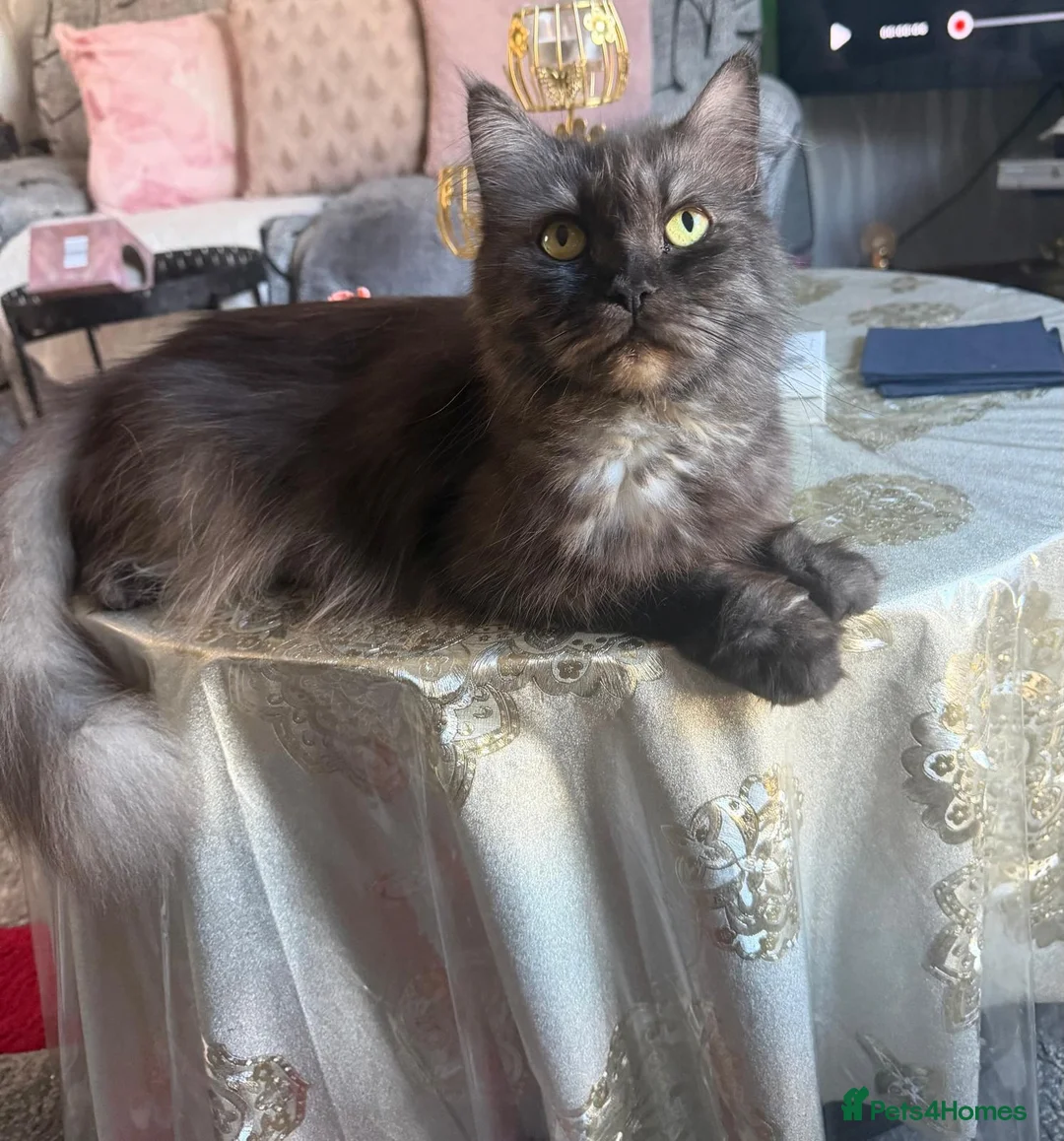 Mixed Breed cats for sale: 4 male kitten for Sales  - Advert 1