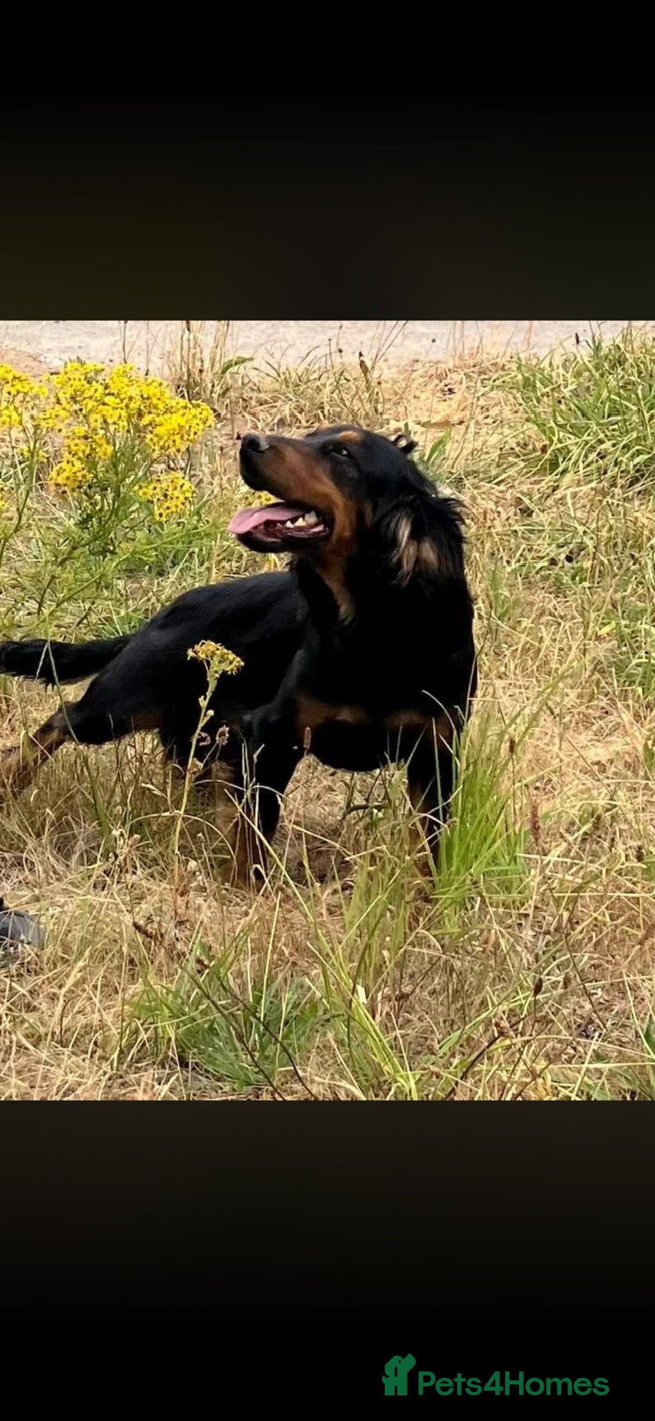 Cocker Spaniel dogs Working black and tan cocker  - Advert 1