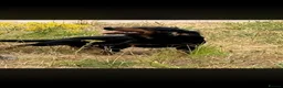 Cocker Spaniel dogs for stud: Working black and tan cocker  in Retford - Advert 1