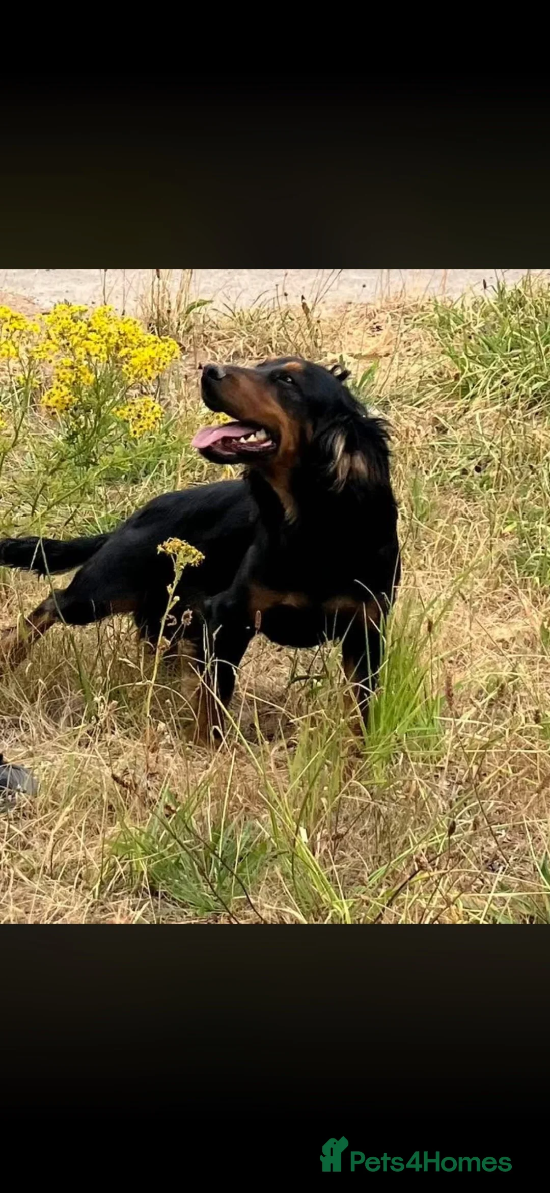 Cocker Spaniel dogs for stud: Working black and tan cocker  in Retford - Advert 1