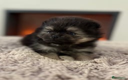Pomeranian dogs for sale: KC Black&Tan Pom puppies stunning 🤩 🧡🖤 - Image 9