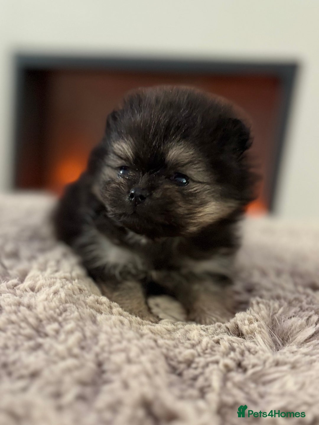 Pomeranian dogs for sale: KC Black&Tan Pom puppies stunning 🤩 🧡🖤 - Image 9
