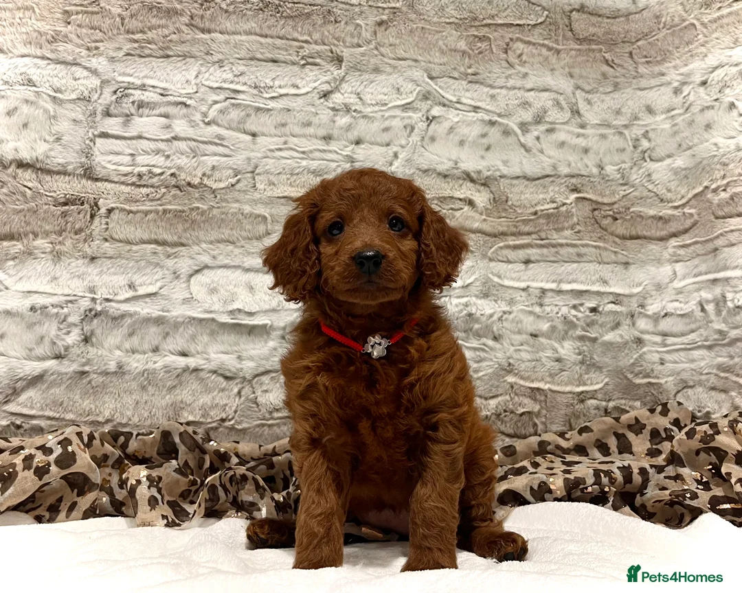 Cockapoo dogs for sale: 🌟Red F1BB Hypoallergenic DNA✅ Mini Show Cockapoos - Advert 2