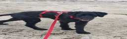 Mixed Breed dogs for adoption: 🐾❤️ HELGA FOR ADOPTION IN CORNWALL OR DEVON ❤️🐾 - Advert 6