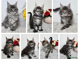 Maine Coon cats READY TO GO TICA registered maine coon kittens - Advert 4