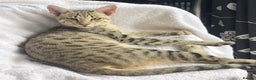Savannah cats for sale: Savannah Breeding Queen - Advert 1