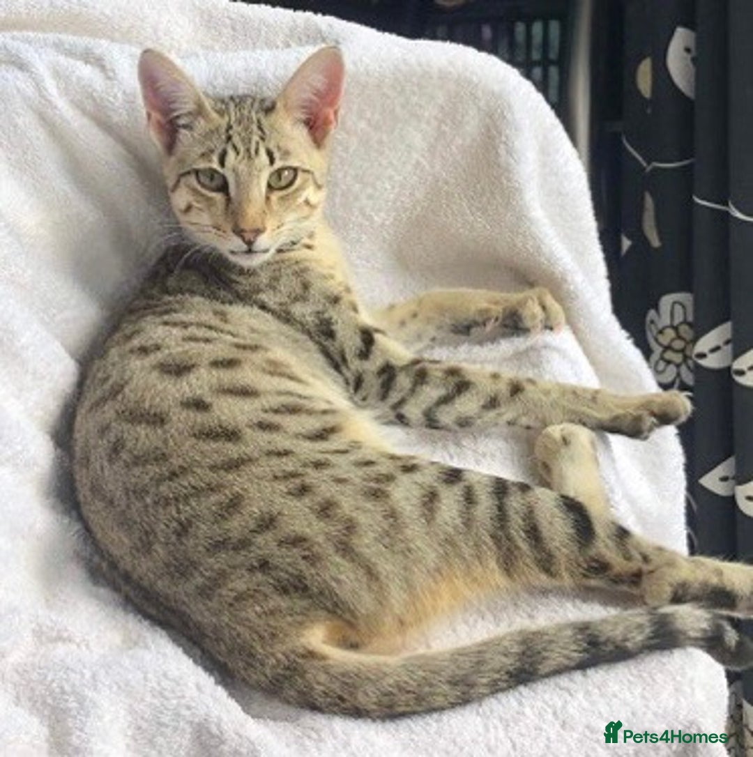 Savannah cats for sale: Savannah Breeding Queen - Advert 1