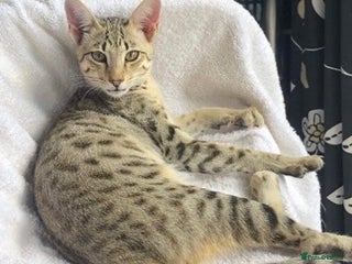 Savannah cats Savannah Breeding Queen - Advert 15