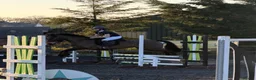 Connemara horses for sale: Lovely Allrounder and Jumper  in Brampton - Advert 4