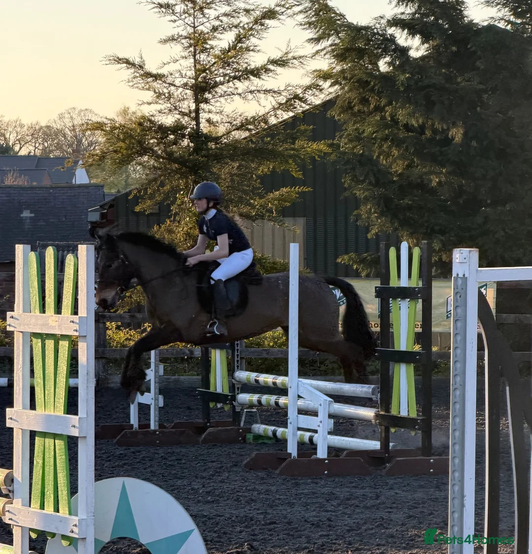 Connemara horses for sale: Lovely Allrounder and Jumper  in Brampton - Advert 4