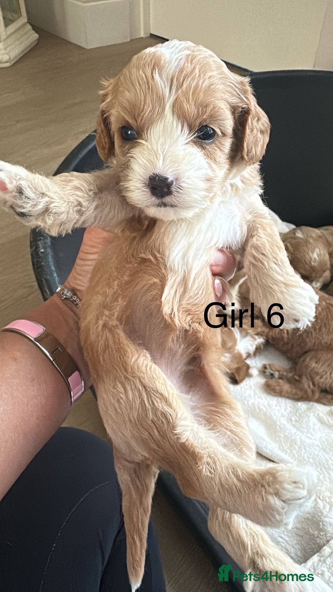Cavapoo dogs for sale: One girl left has come available  - Image 22