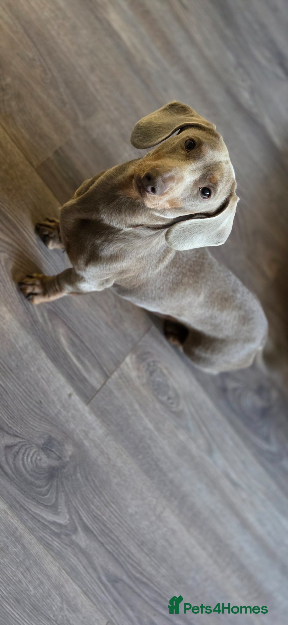 Miniature Dachshund dogs ** STUD ** Reggie-Roo  - Advert 11