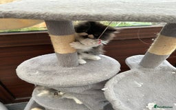 Persian cats for sale: Persian Male kitten  - Image 1
