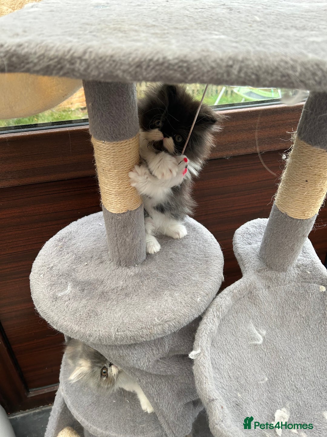 Persian cats for sale: Persian Male kitten  - Image 1