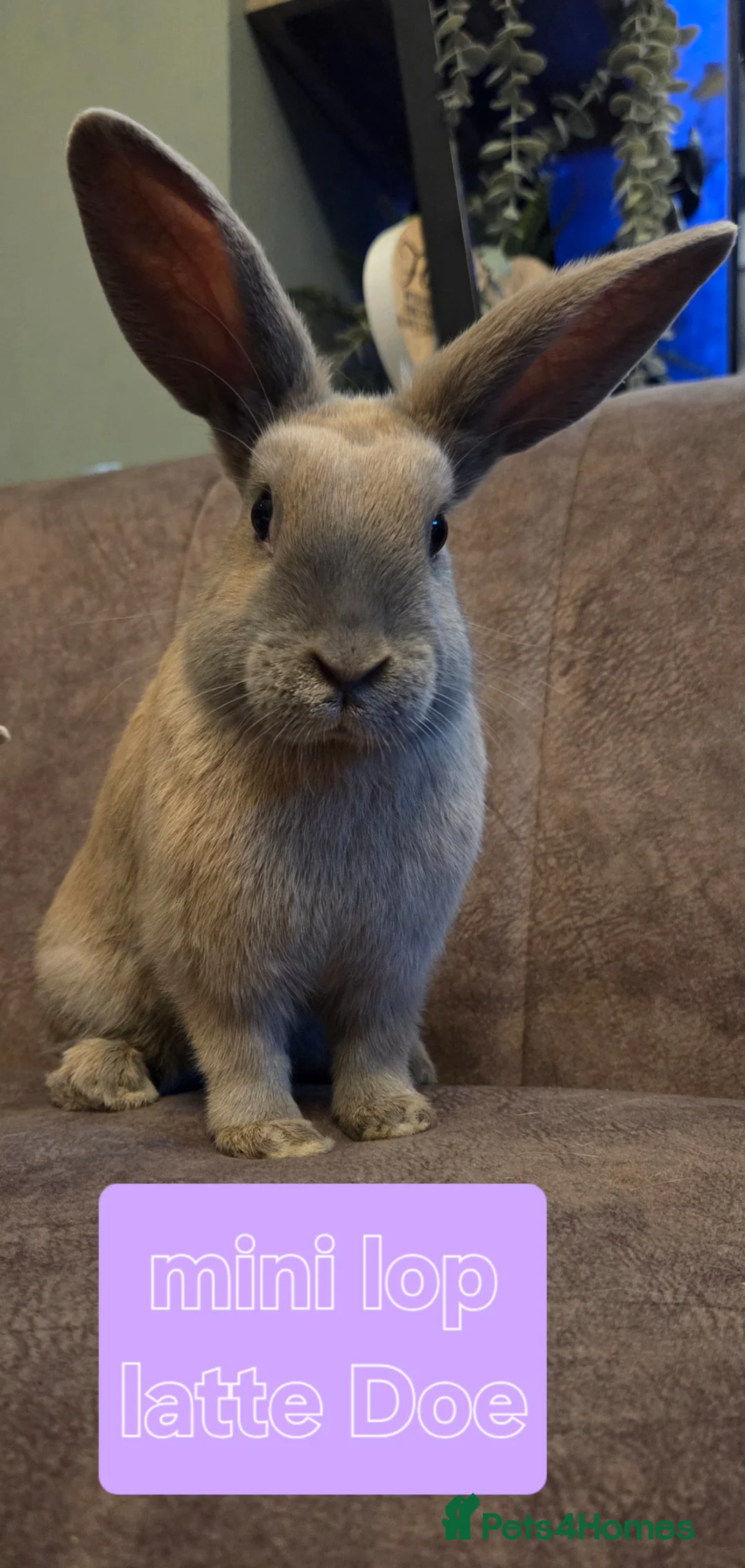Mini Lop rabbits for sale: Mini lop 10 week ☆5 left 4 does 1 buck - Advert 29