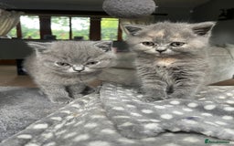 British Shorthair cats for sale: 3 beautiful British shorthairs  - Image 3