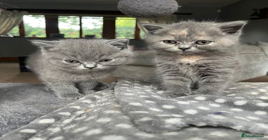 British Shorthair cats - Advert 3