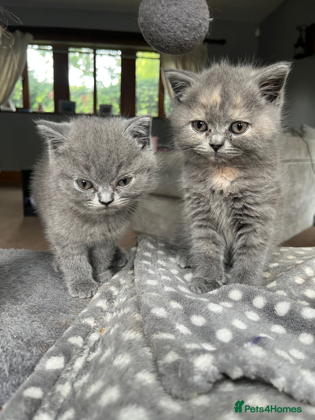 British Shorthair cats for sale: 3 beautiful British shorthairs  - Image 3