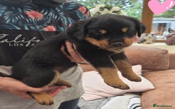 Rottweiler dogs for sale:  Long haired (fluffweilers ) last girl  - Image 14