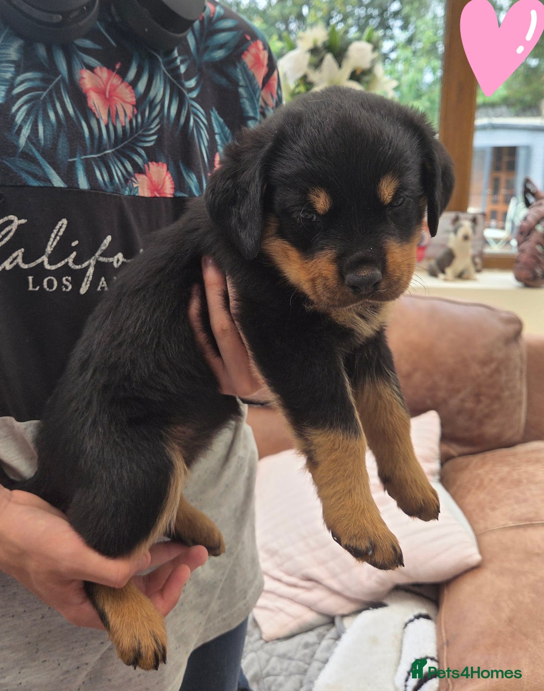 Rottweiler dogs for sale:  Long haired (fluffweilers ) last girl  - Image 14