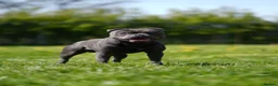 Staffordshire Bull Terrier dogs for stud: Blue staffy stud health tested  in Annan - Advert 7