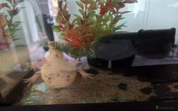 Other/Mixed Breed fish for sale: Leucistic Axolotle  - Image 2