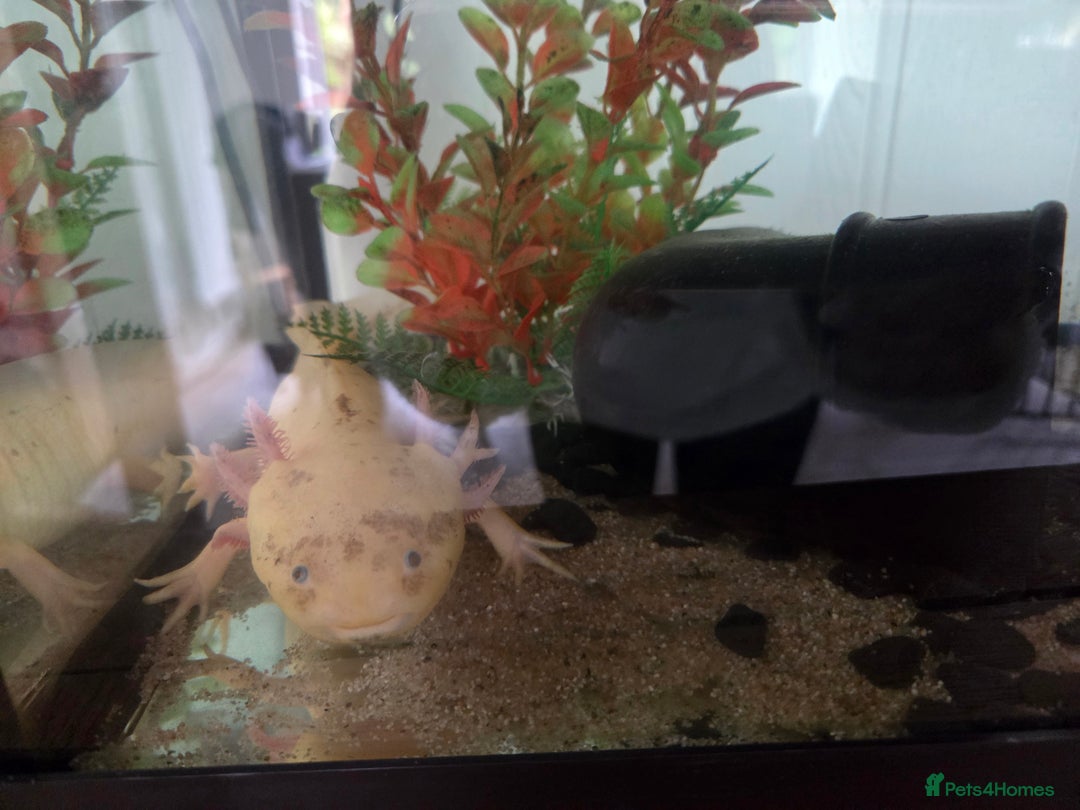 Other/Mixed Breed fish for sale: Leucistic Axolotle  - Image 2