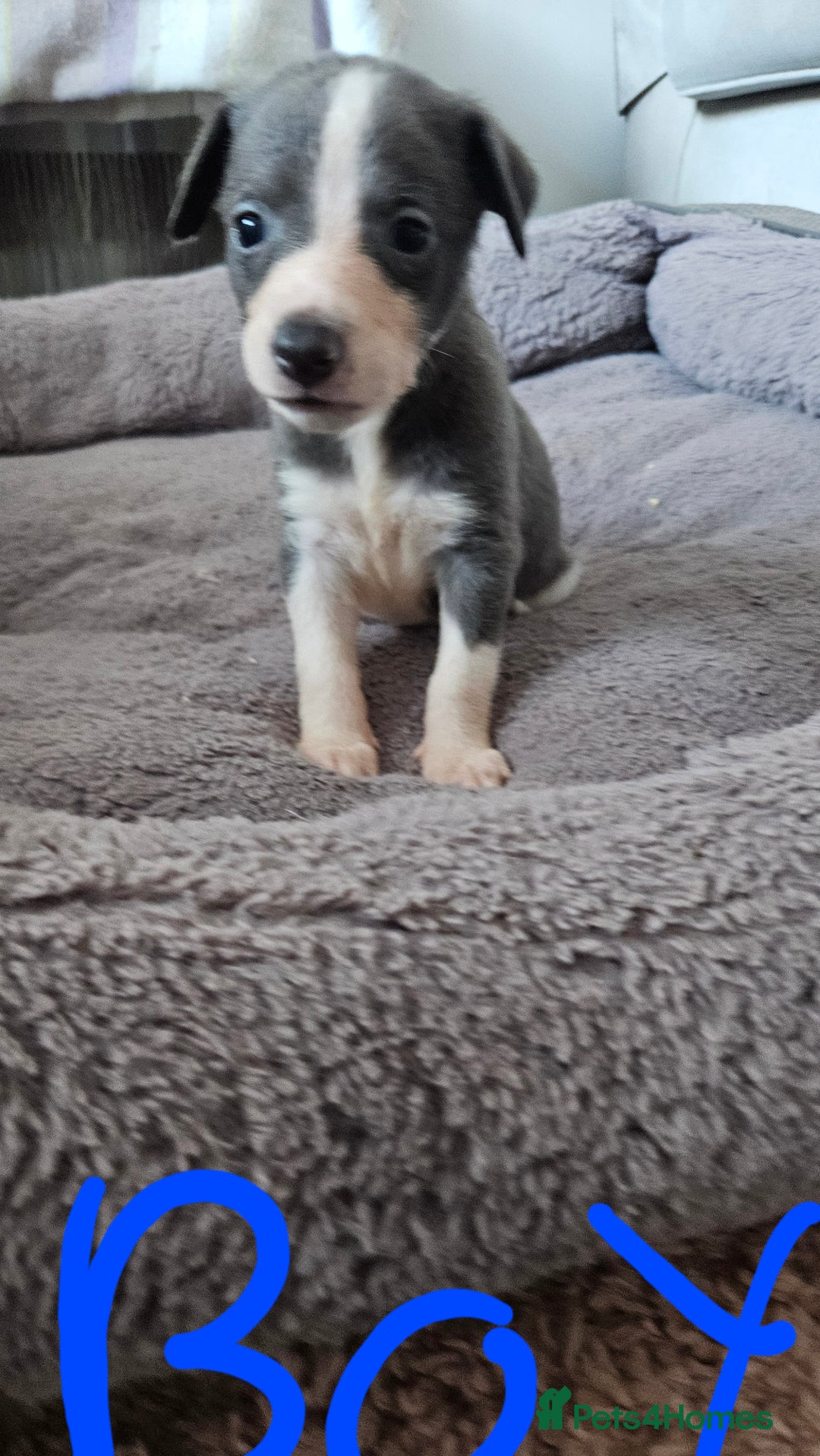 Whippet dogs for sale: KENNEL CLUB WHIPPETS  - Advert 20