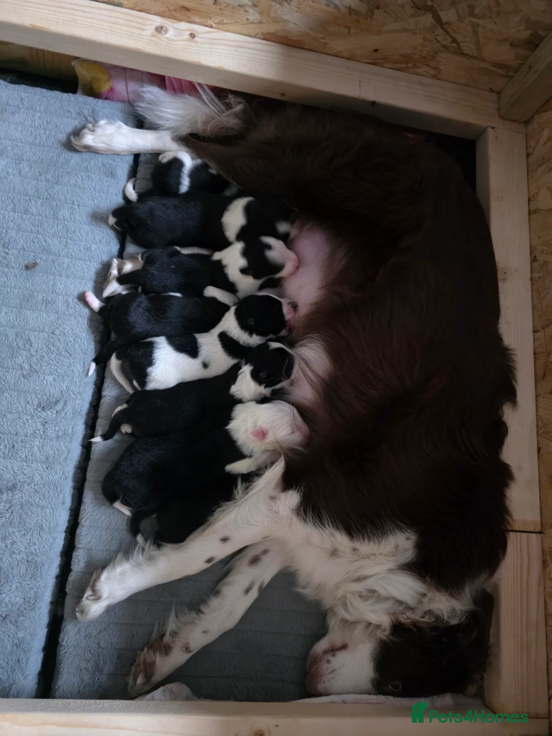 Border Collie dogs for sale: Border collie pups  - Advert 24