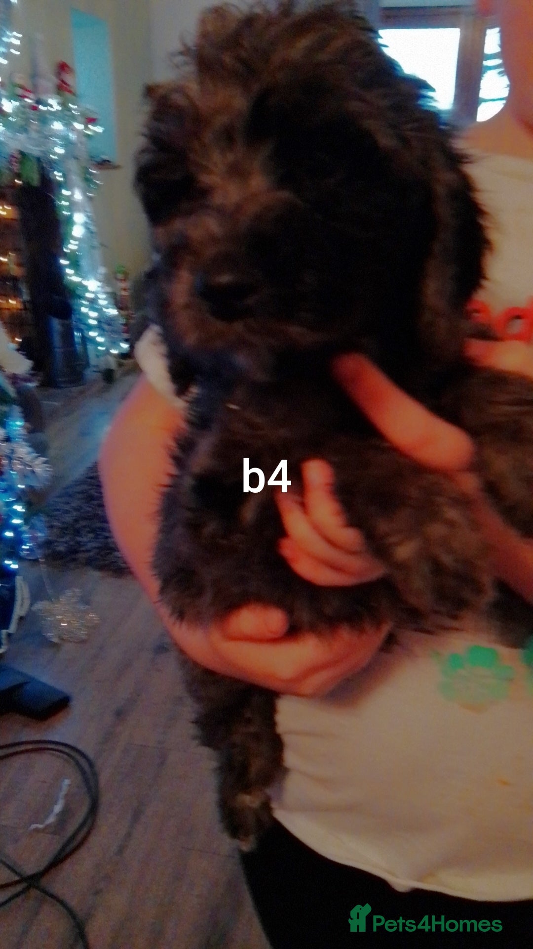 Cockapoo dogs for sale:  merles & chocolate & black Cockapoo puppies - Advert 4