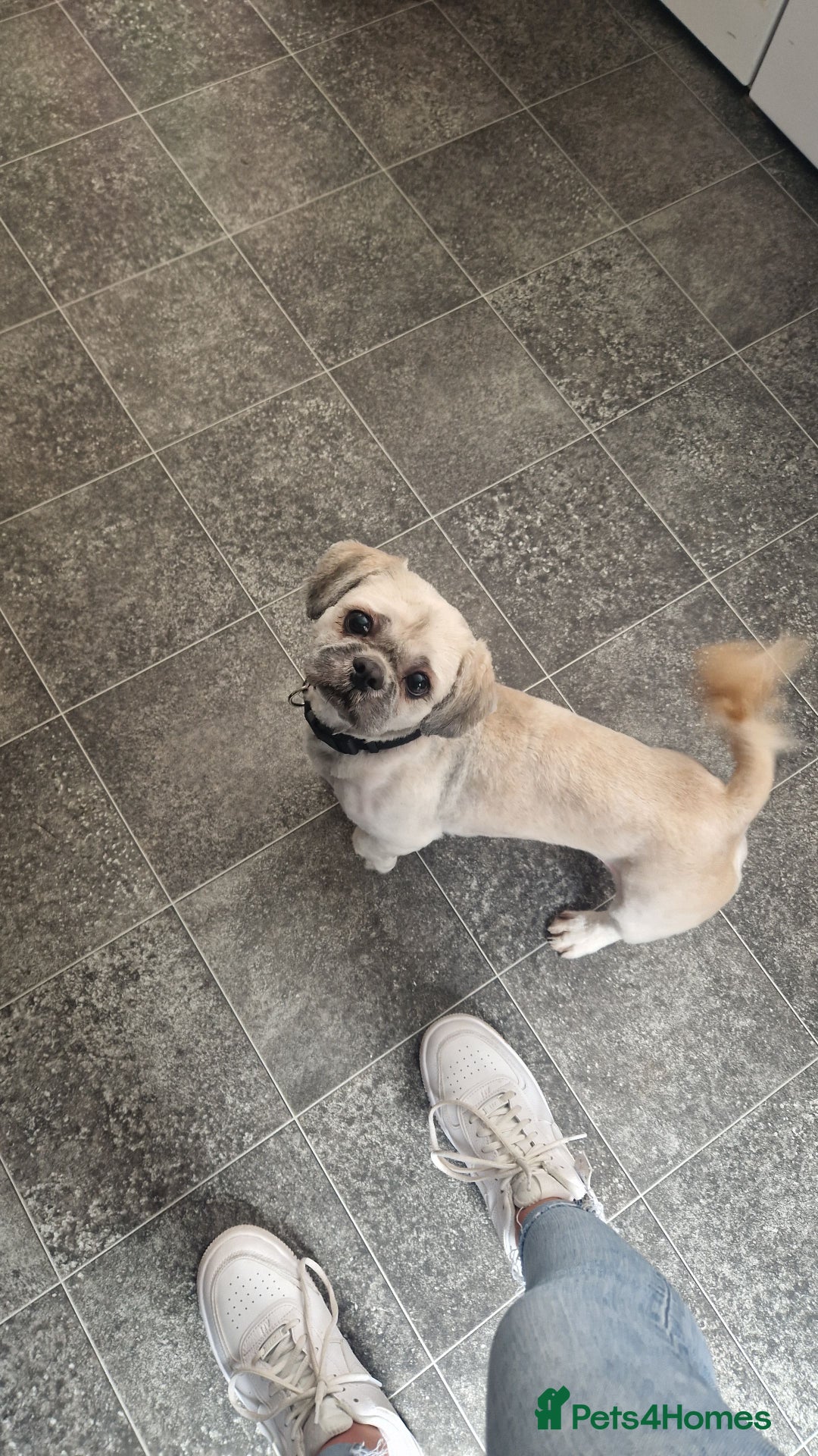 Shih Tzu dogs for stud: Shihtzu for stud - Image 3