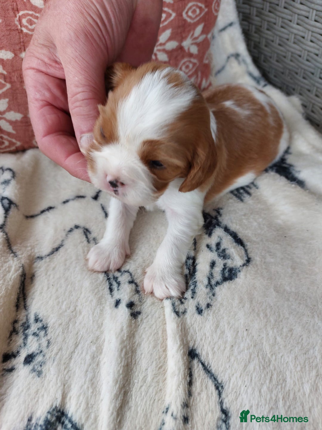 Cavalier King Charles Spaniel dogs for sale: Outstanding Cavalier King Charles Puppies  - Image 11