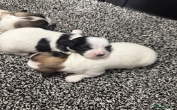 Maltipoo dogs for sale: Stunning Tiny Korean Maltipoo’s PRA clear 🧬  - Image 6