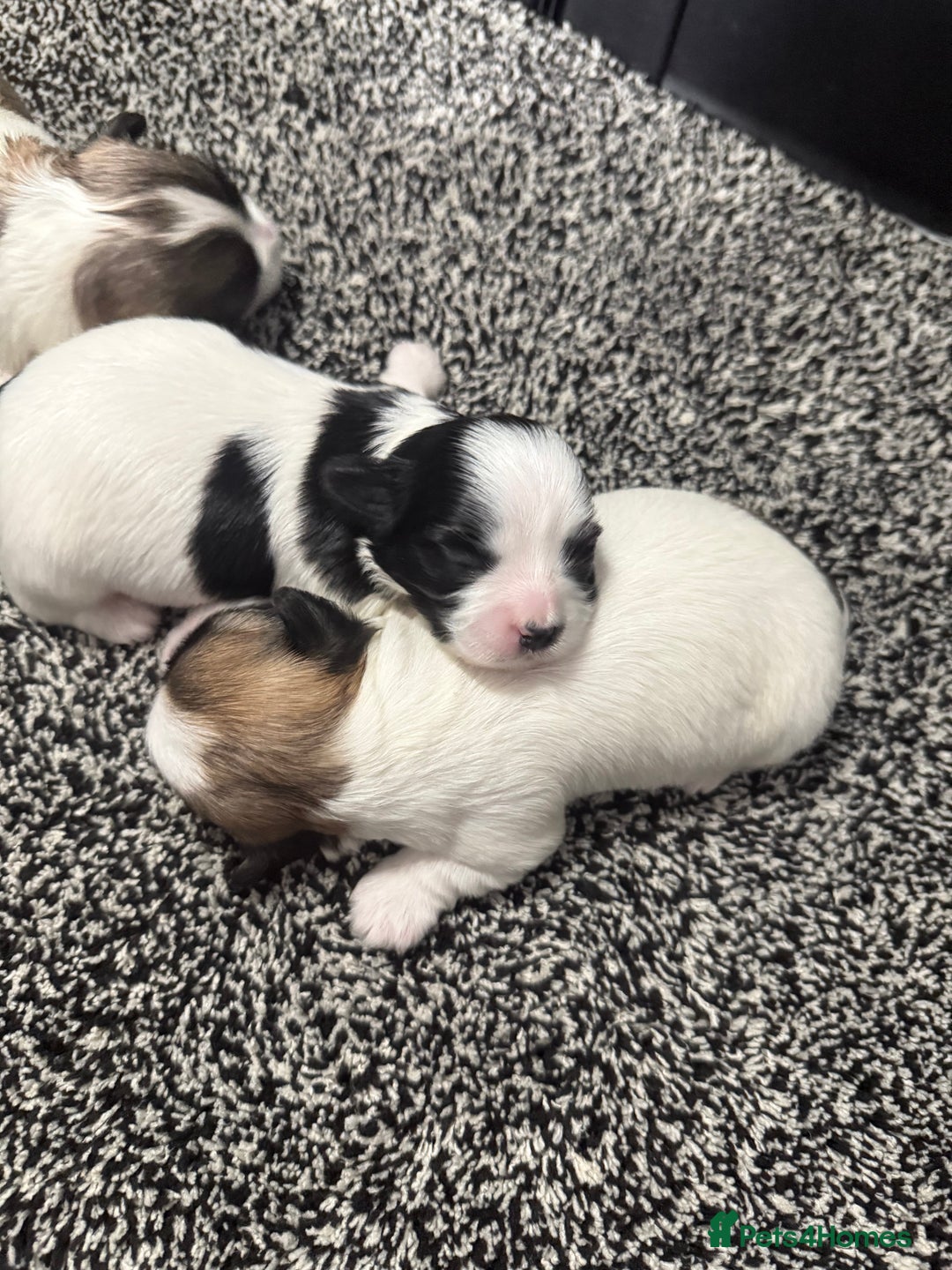 Maltipoo dogs for sale: Stunning Tiny Korean Maltipoo’s PRA clear 🧬  - Image 6