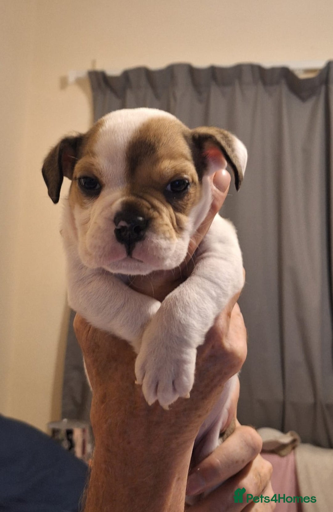 English Bulldog dogs for sale: 9 registered new age bulldogs (1 FEMALE REMAINING) - Advert 15