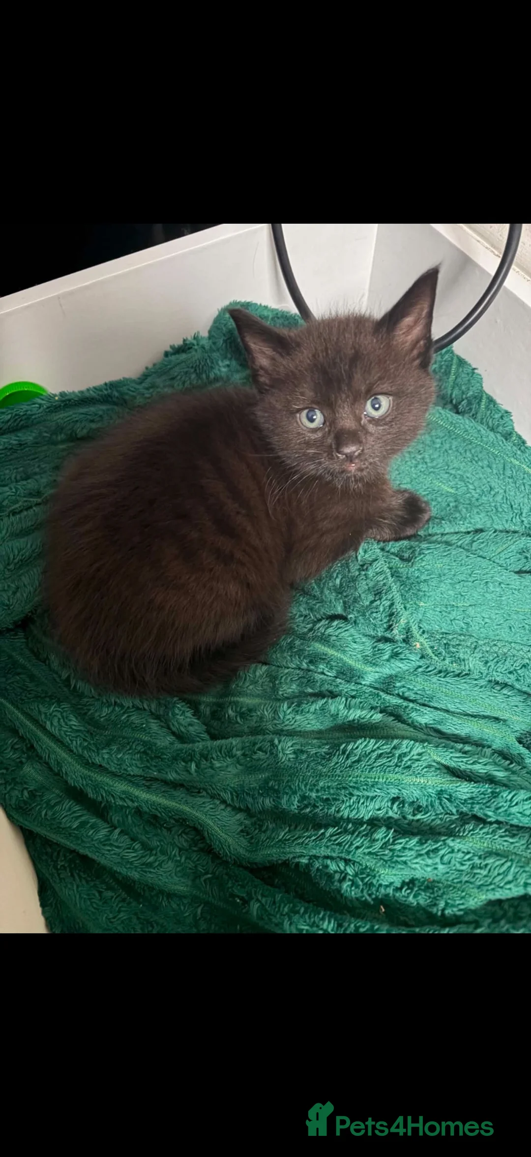 Mixed Breed cats for sale: Black male  in Alton - Advert 2