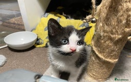 Mixed Breed cats for sale: Three energetic kittens: Noodle, Peanut and Daisy - Advert 34