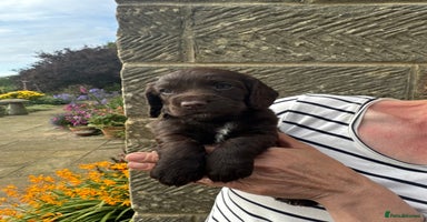 Cocker Spaniel dogs - Advert 16