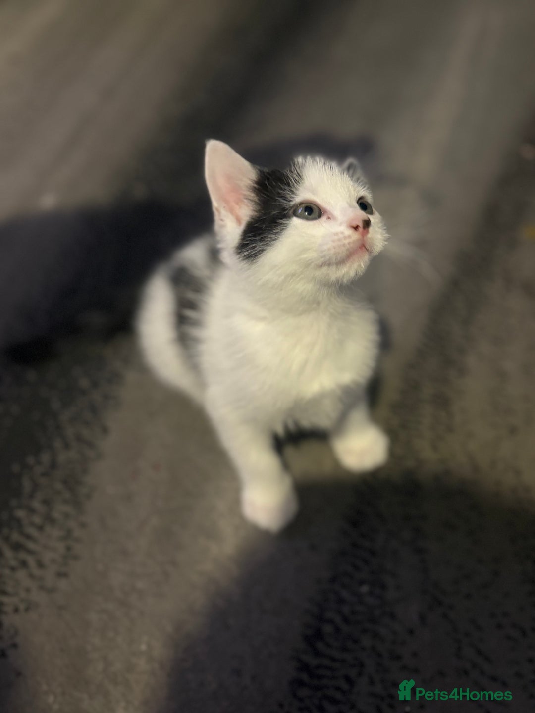 Mixed Breed cats for sale: Two kittens available for new homes  - Image 8