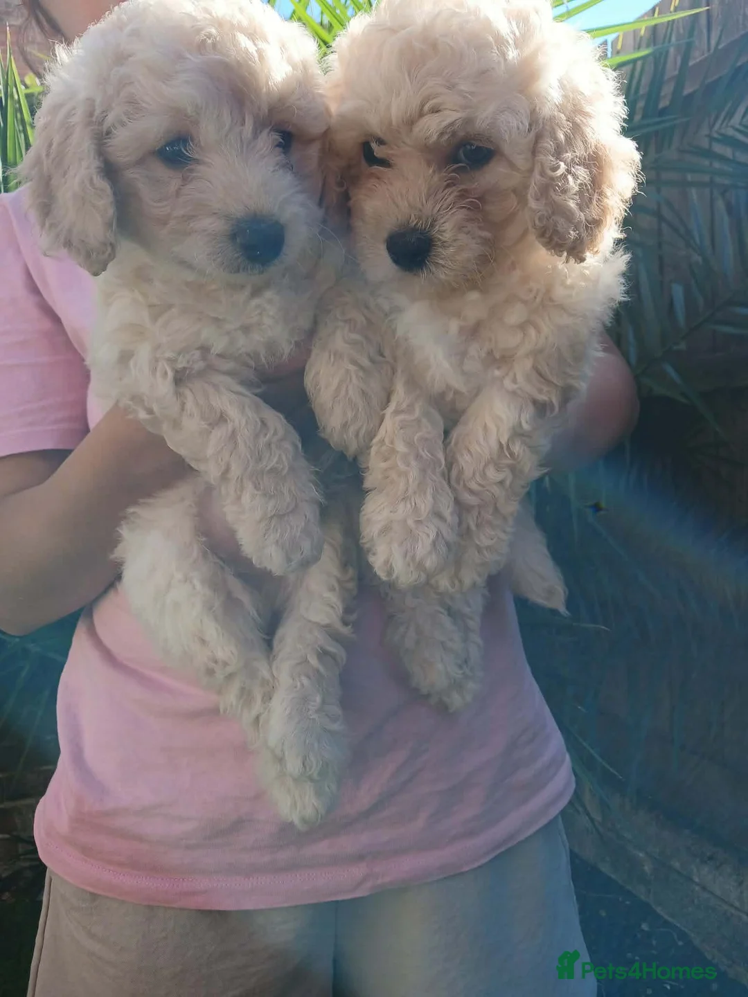 Mixed Breed dogs for sale: Bichon mix maltez and frise in Bournemouth - Advert 2