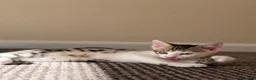 British Shorthair cats for sale: ✨5th Gen BSH x Bengal Kittens-Bear, Bagel & Bella✨ - Advert 20