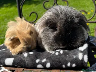 Guinea Pig rodents Guinea pigs. - Advert 9