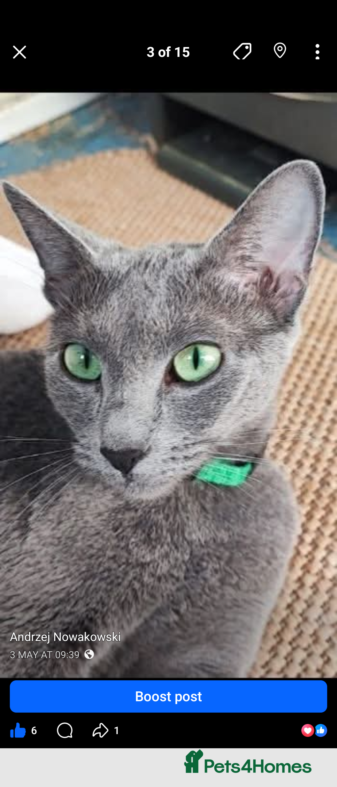 Russian Blue cats Russian Blue girl for rehoming  - Advert 2