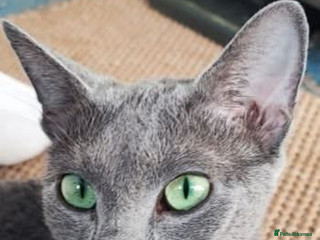 Russian Blue cats Russian Blue girl for rehoming - Advert 2